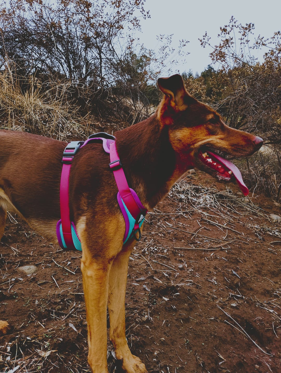Customer photo review of Arnés para perros Puelo — Picaflor de Arica