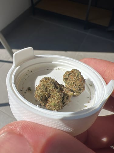 Customer's hand holding two olive-green Planet Bang Bang THC-A flower buds in a white container lid