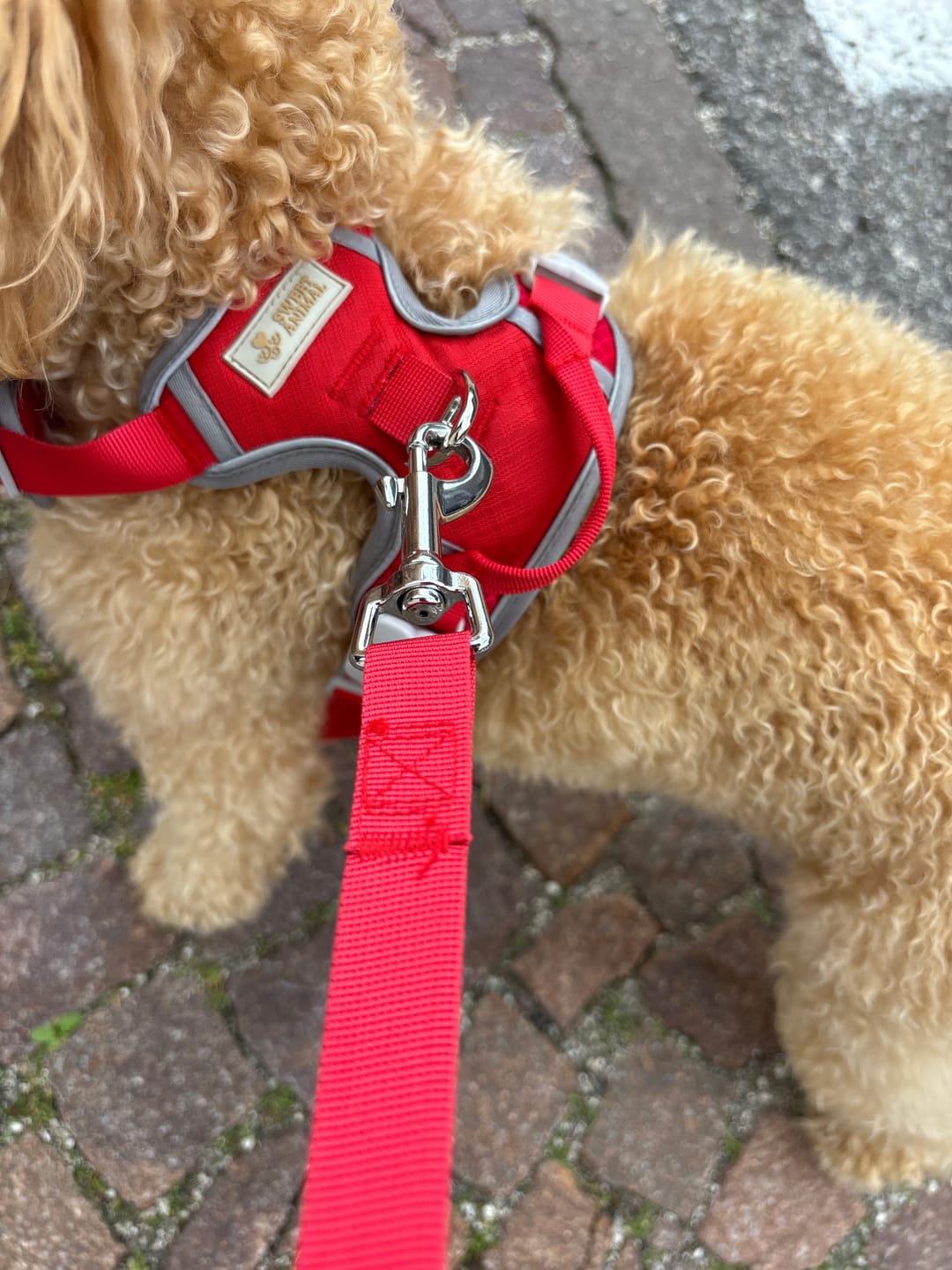 Customer photo review of Pettorina e guinzaglio Sweet Motion