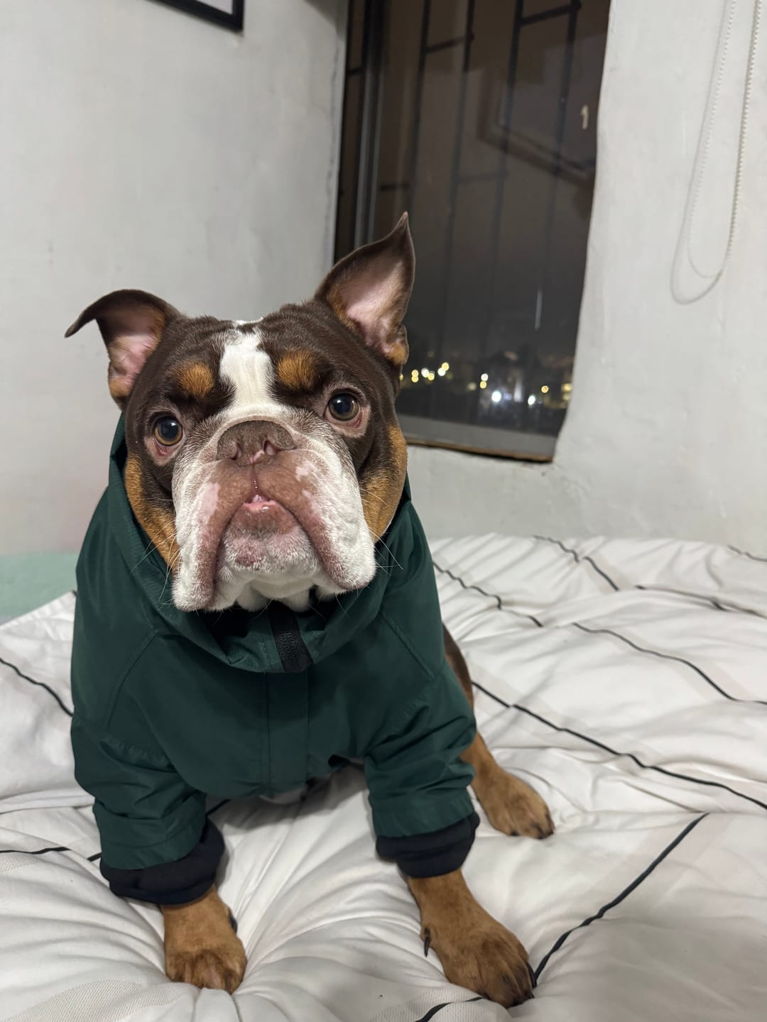 Customer photo review of Chaqueta Impermeable de Lluvia - Verde