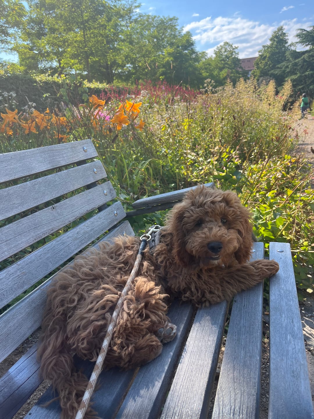 Customer photo review of Staey - Elma Hundesele, Mocca