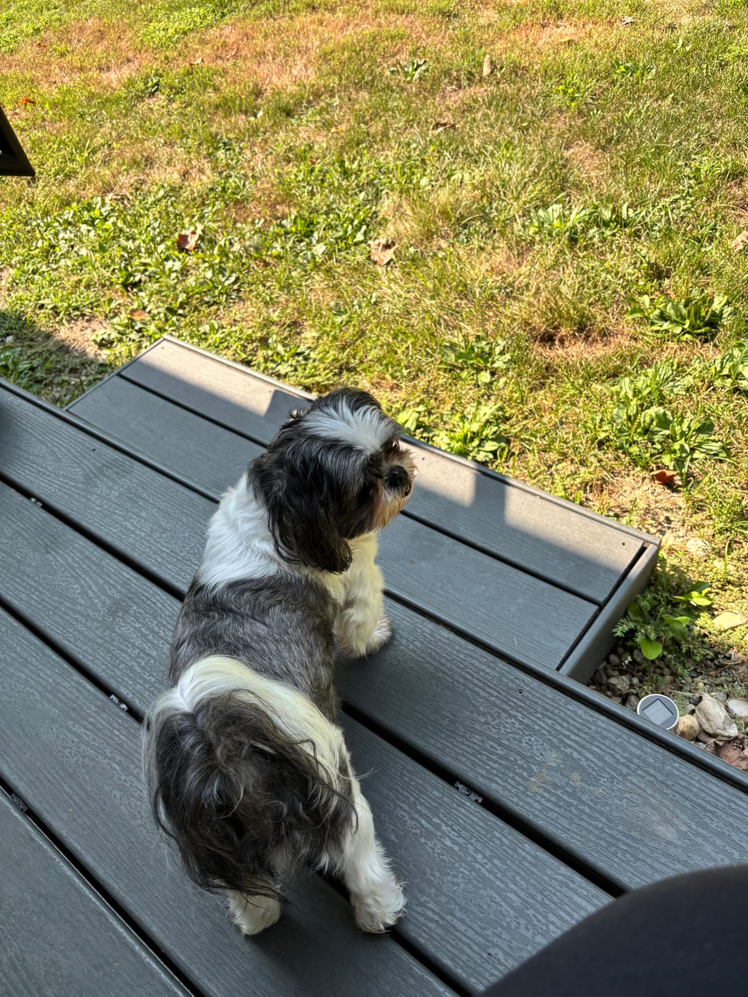 Customer photo review of Cutest Pets of Pupvote Spring 2026