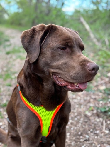 Kundenhund Milo trägt ein leuchtendes neongelbes Active Hips Geschirr während eines Spaziergangs im Freien.