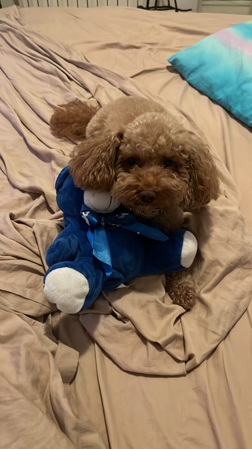 Customer photo review of 🌴 Lettino Rinfrescante “Oasi Estiva” per Cani & Gatti