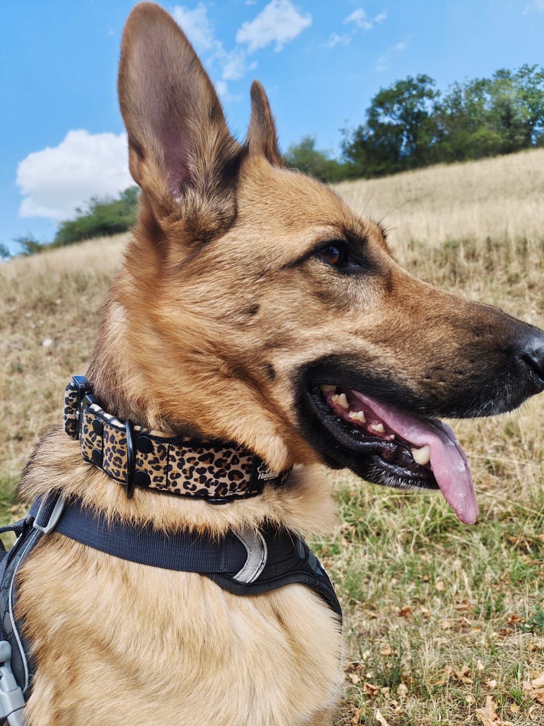 Customer photo review of Extreme Buckle Leopard - Starkt och säkert hundhalsband