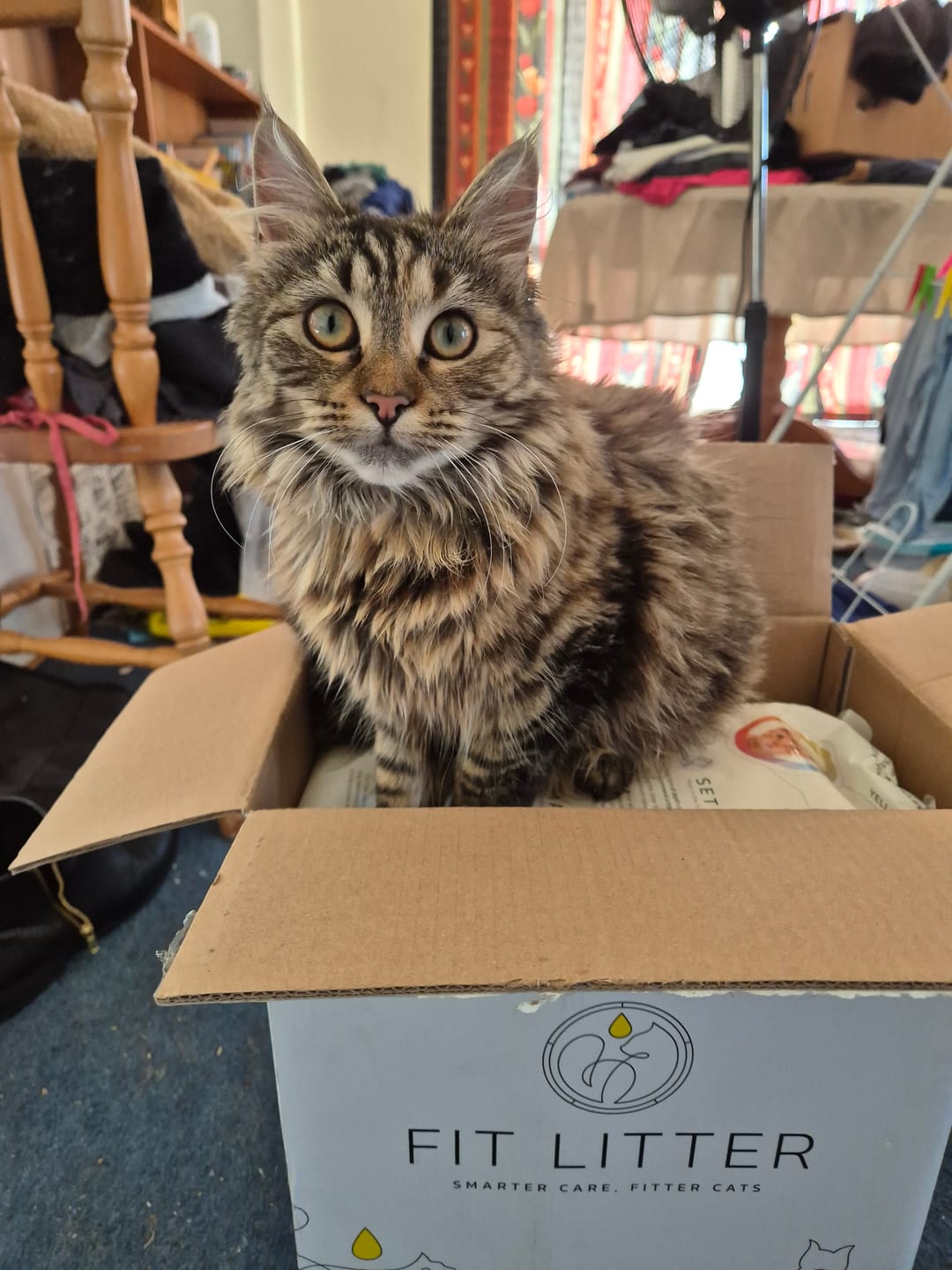 Customer photo review of Fit Litter