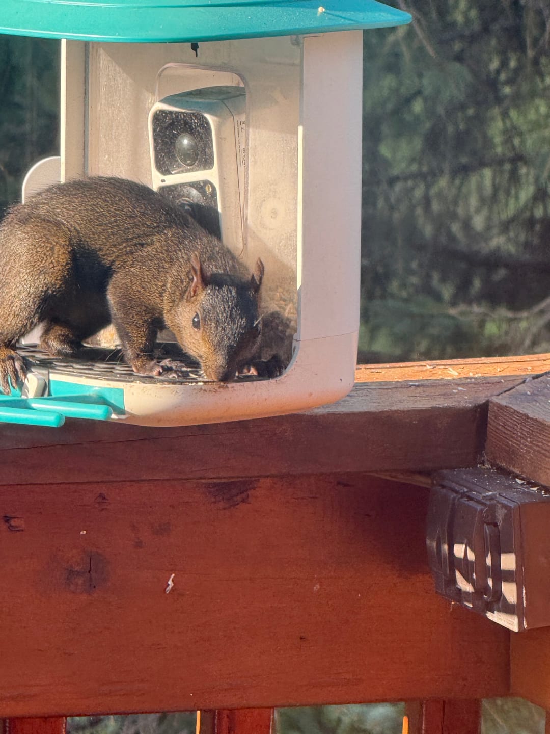 Customer photo review of Squirrel Proof Mesh, compatible with P53n, TUC, PAV
