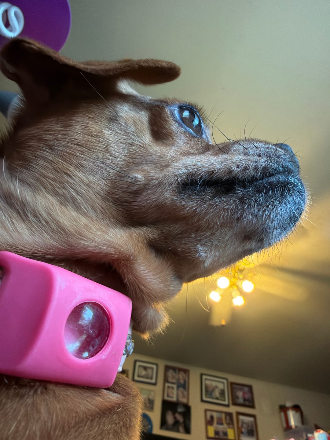 Customer photo review of FurLife™ 12 Months Flea and Tick Free