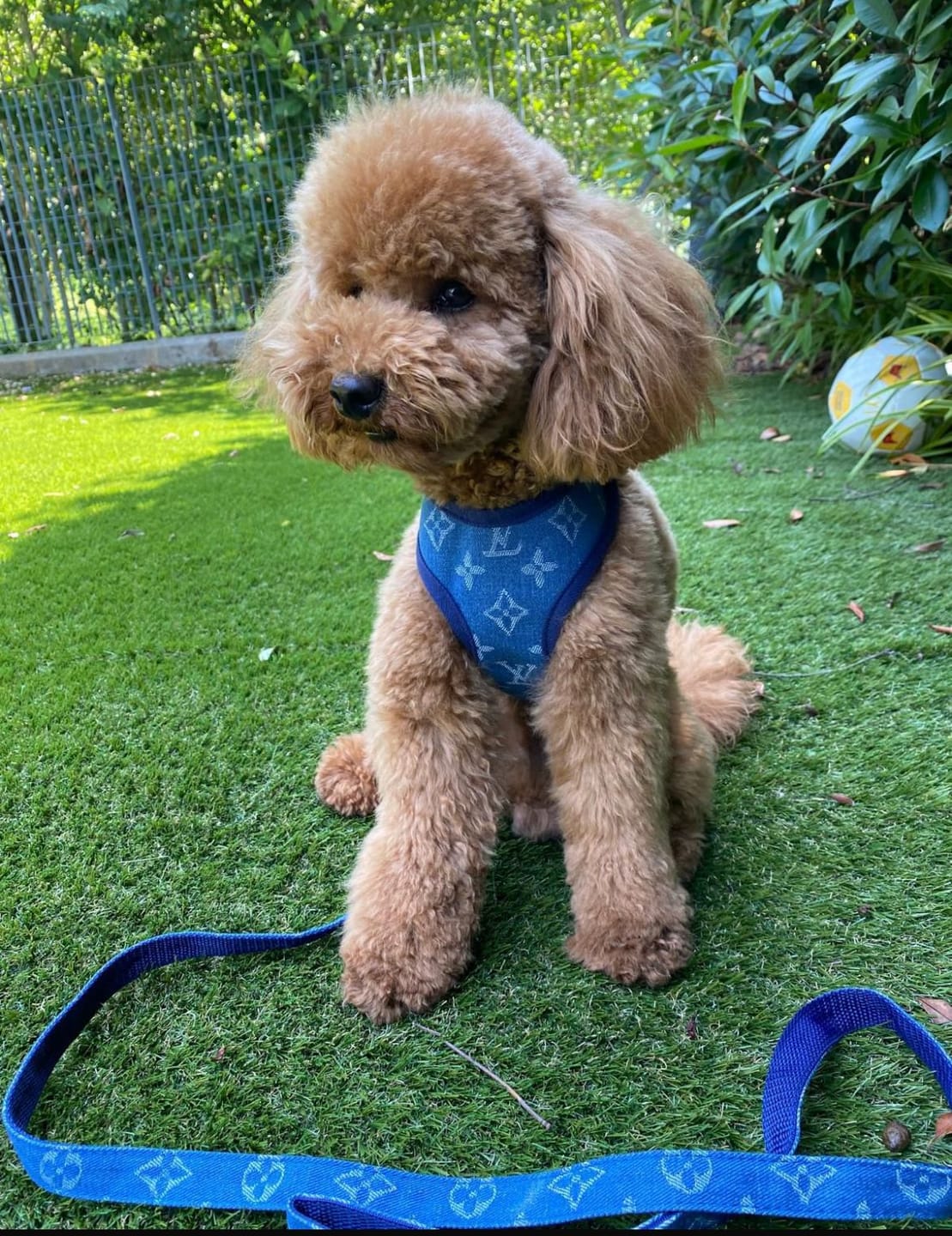 Customer photo review of Pettorina e guinzaglio Louis Pawtton Blue