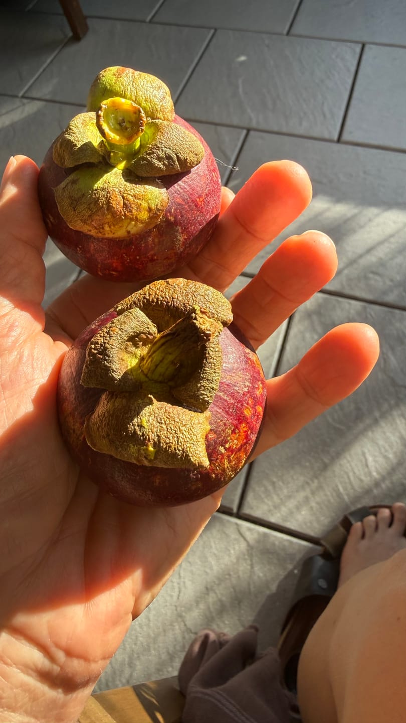Customer photo review of Mangostan (Mangosteen) Sommeraktion %