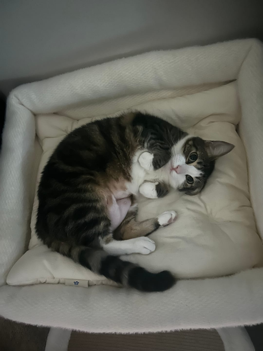 Customer photo review of Dubu Bed