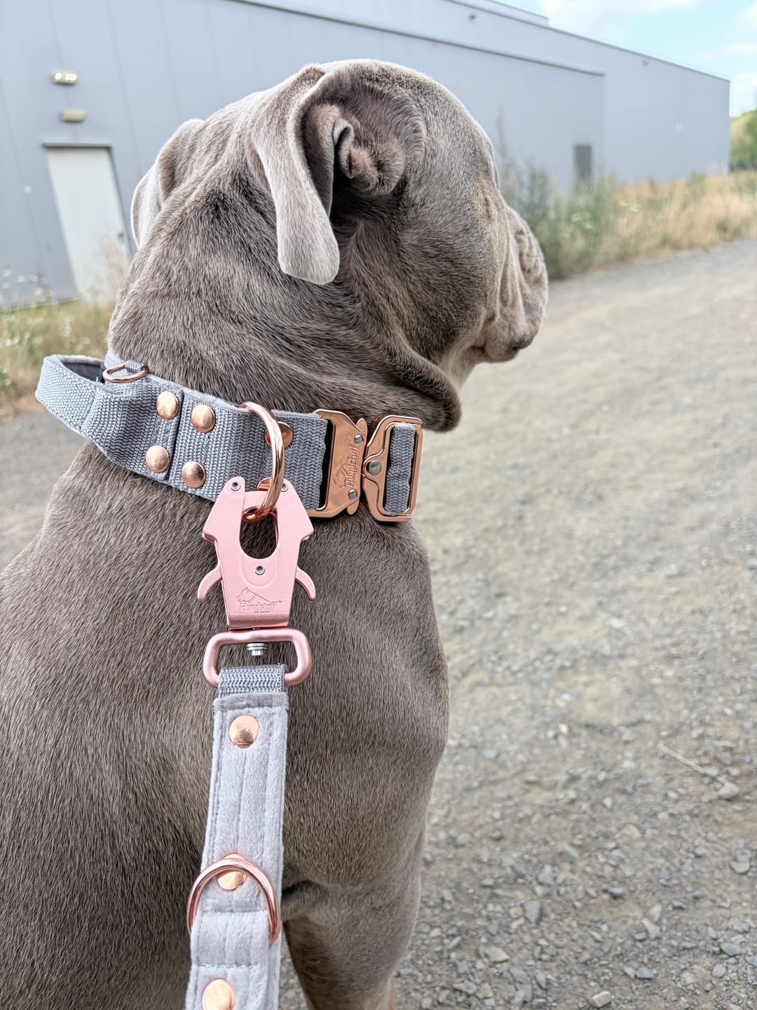 Customer photo review of Extreme Rose Buckle Grått - Starkt och säkert halsband
