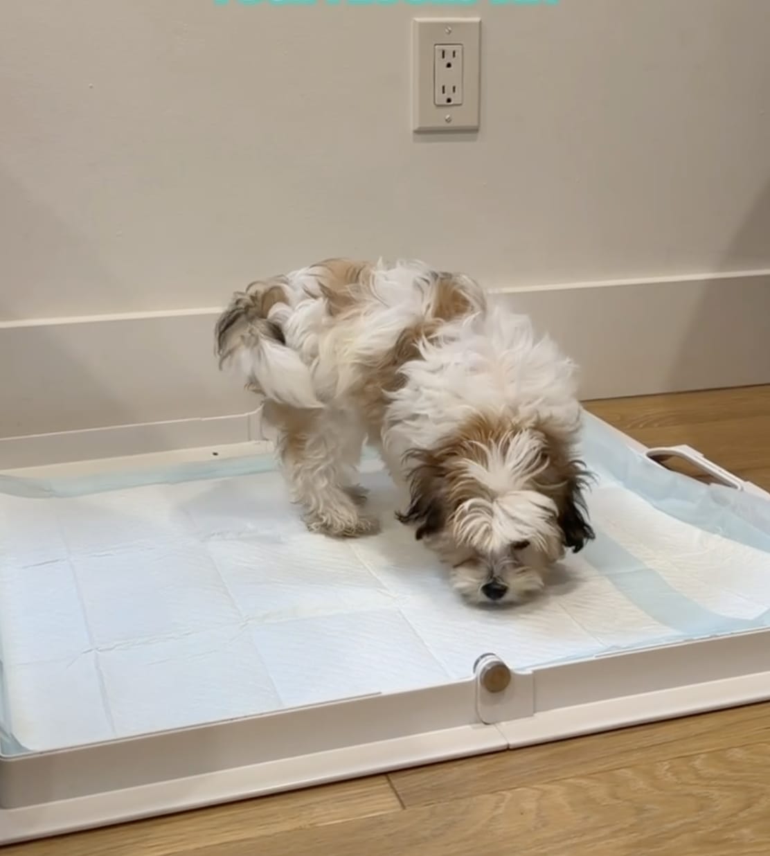 Customer photo review of Pee PAWD® Pee Pad holder
