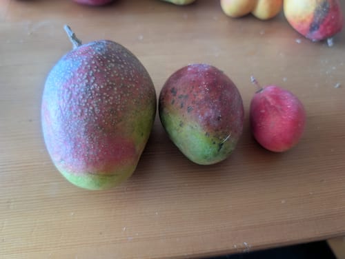 Kundenfoto der Baby-Mango Mix „Wild Wonders“ Früchte in verschiedenen Größen auf einer Holzoberfläche.