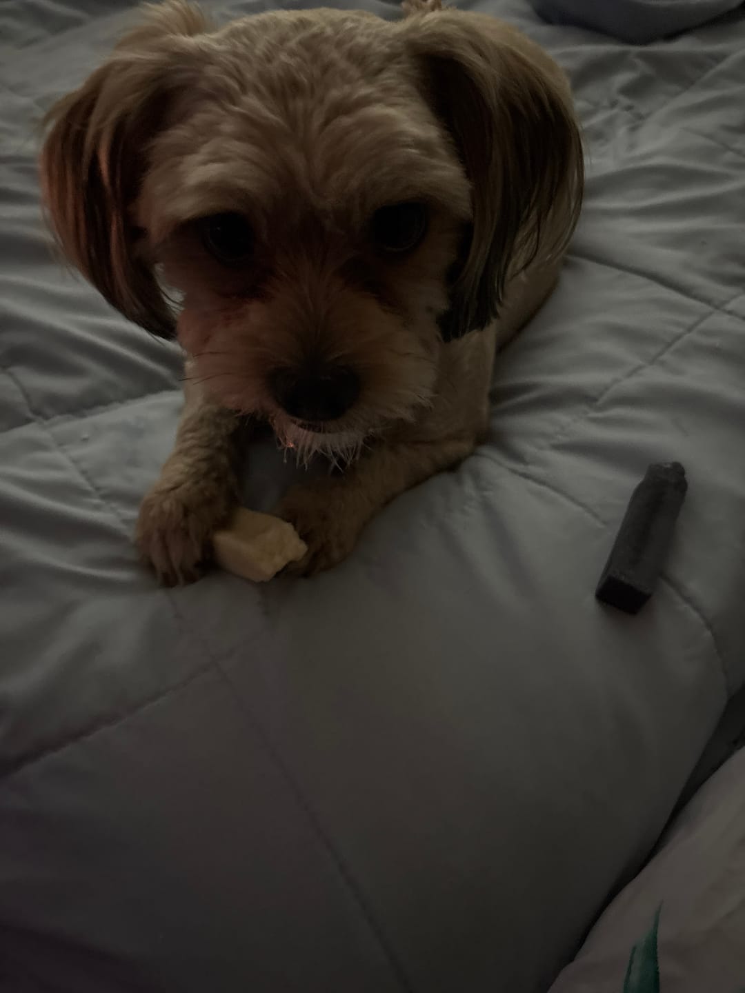 Customer photo review of America250 Freedom Pack — 3 All-Natural Flavored Yak Chews | Limited Edition