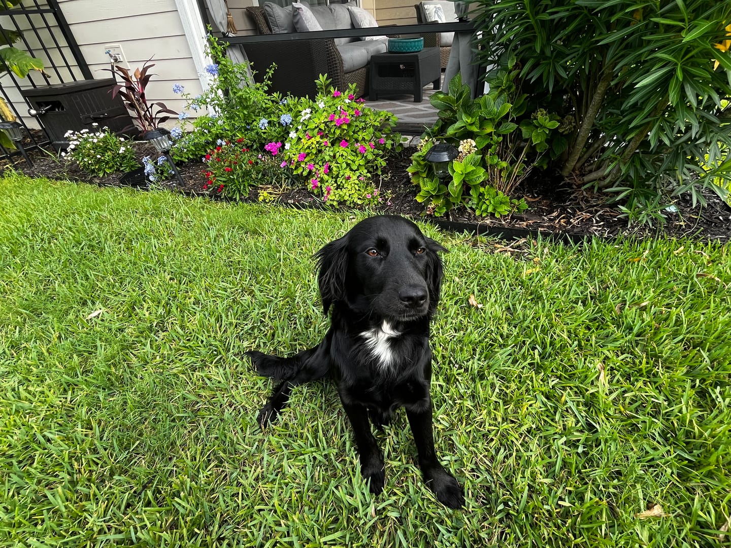 Customer photo review of NexGard for Dogs - Powerful Monthly Protection Against Fleas & Ticks