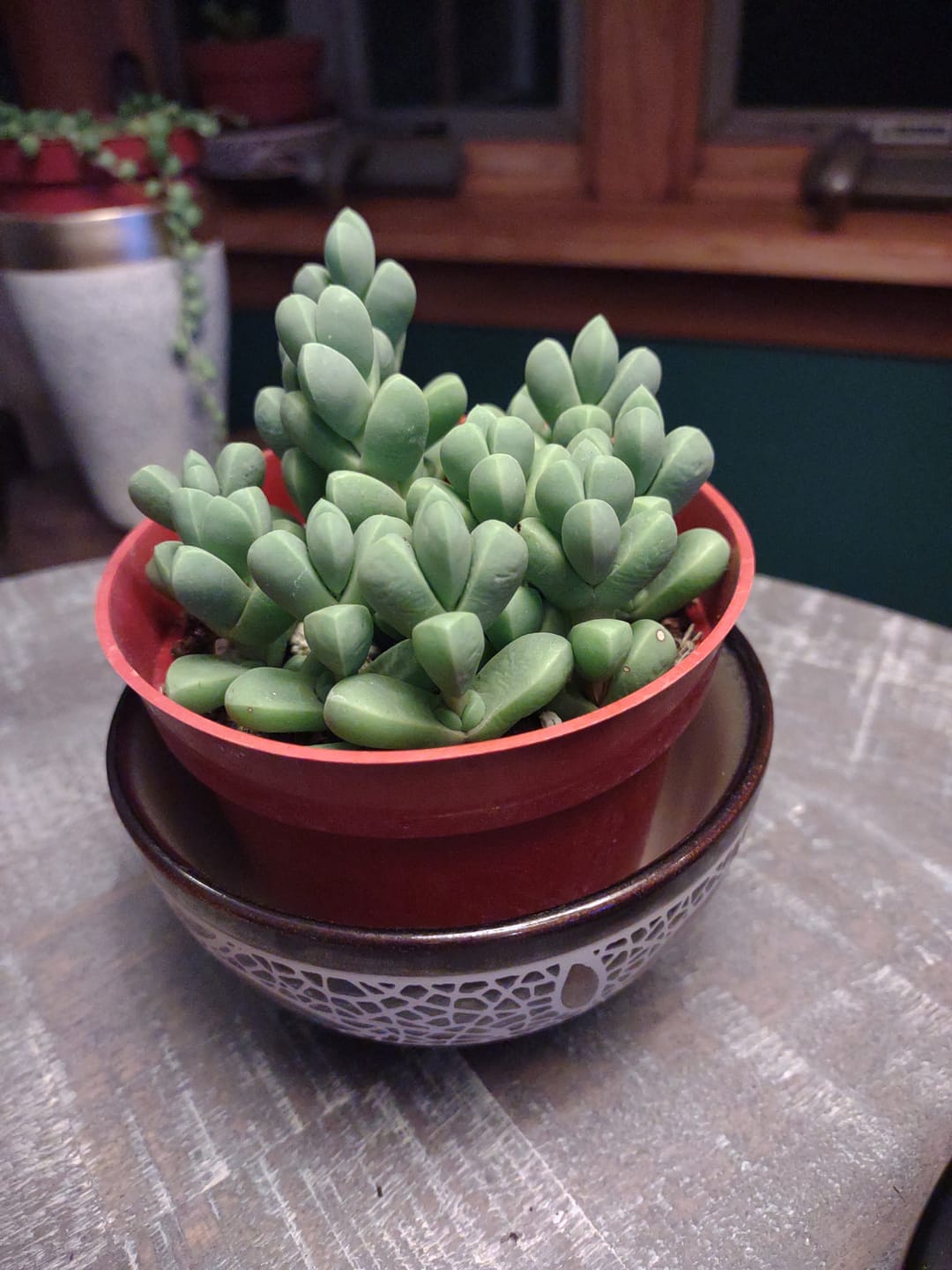 Customer photo review of Ice Plant