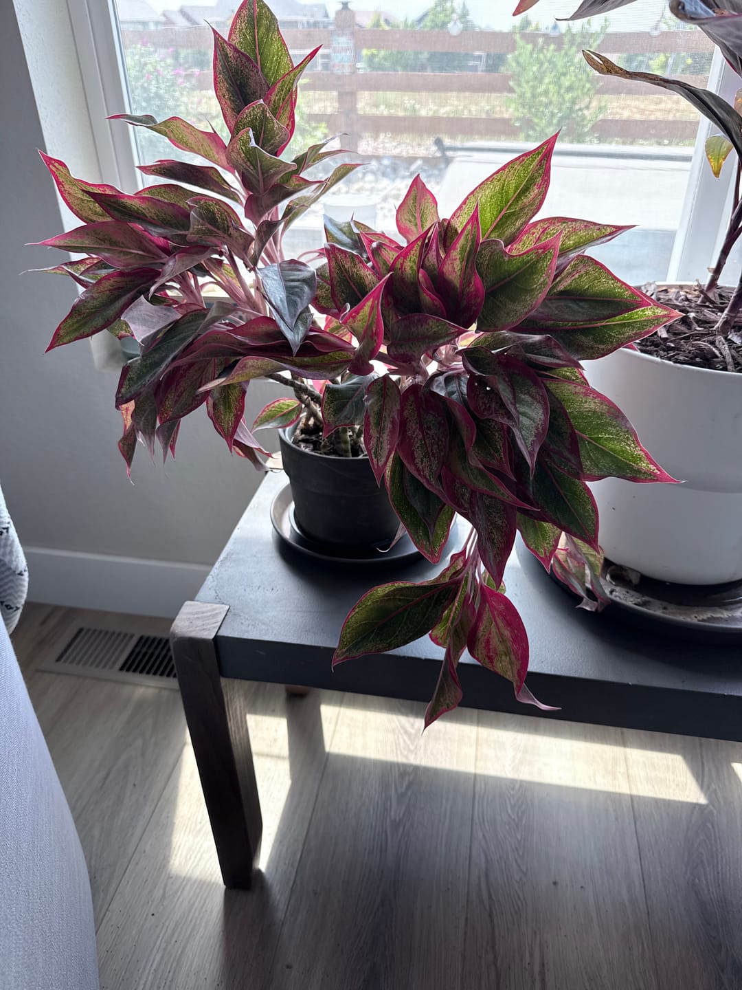 Customer photo review of Aglaonema Siam Red Aurora, Chinese Evergreen