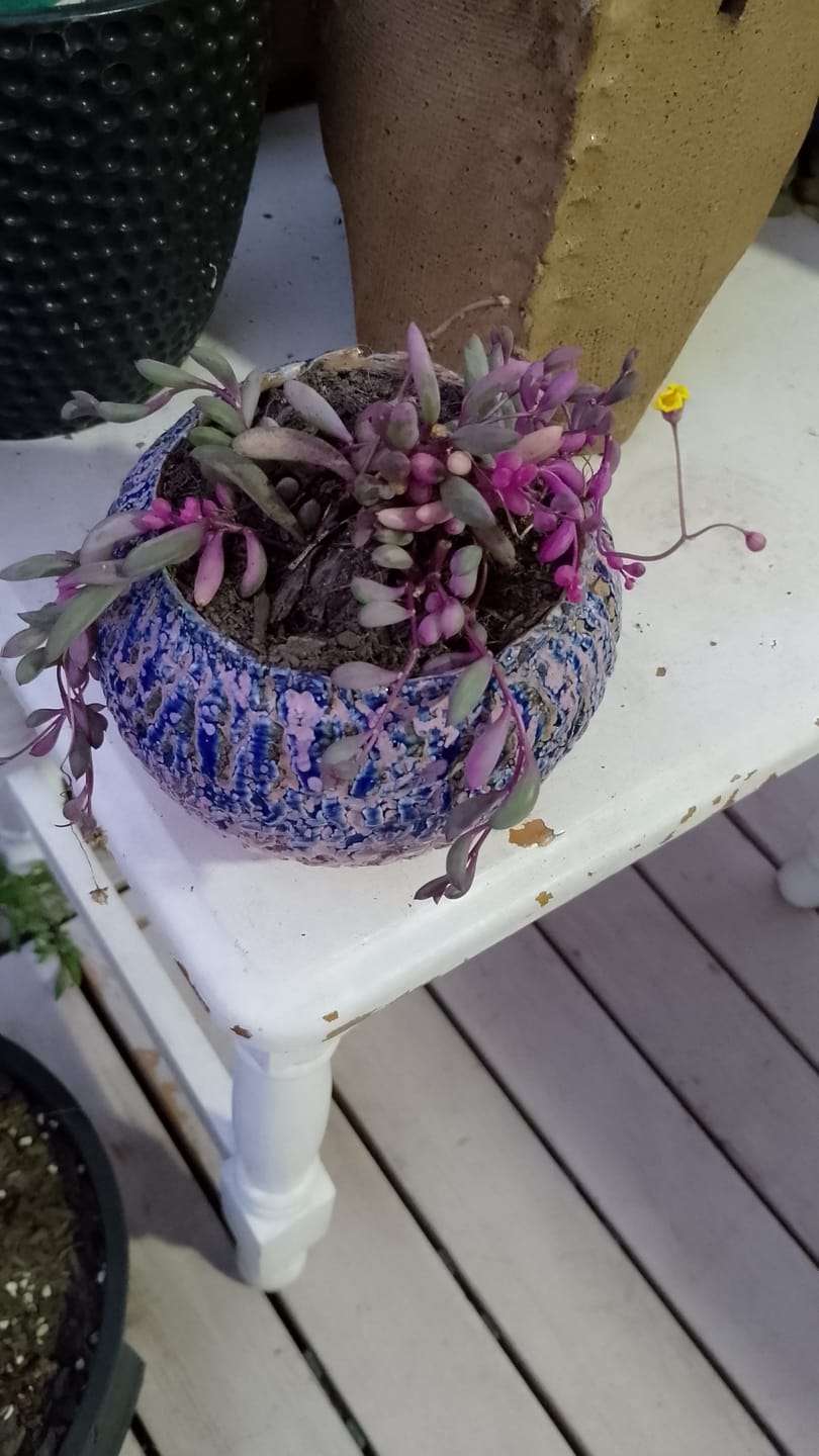 Customer photo review of Othonna capensis variegated 'Opal Necklace'