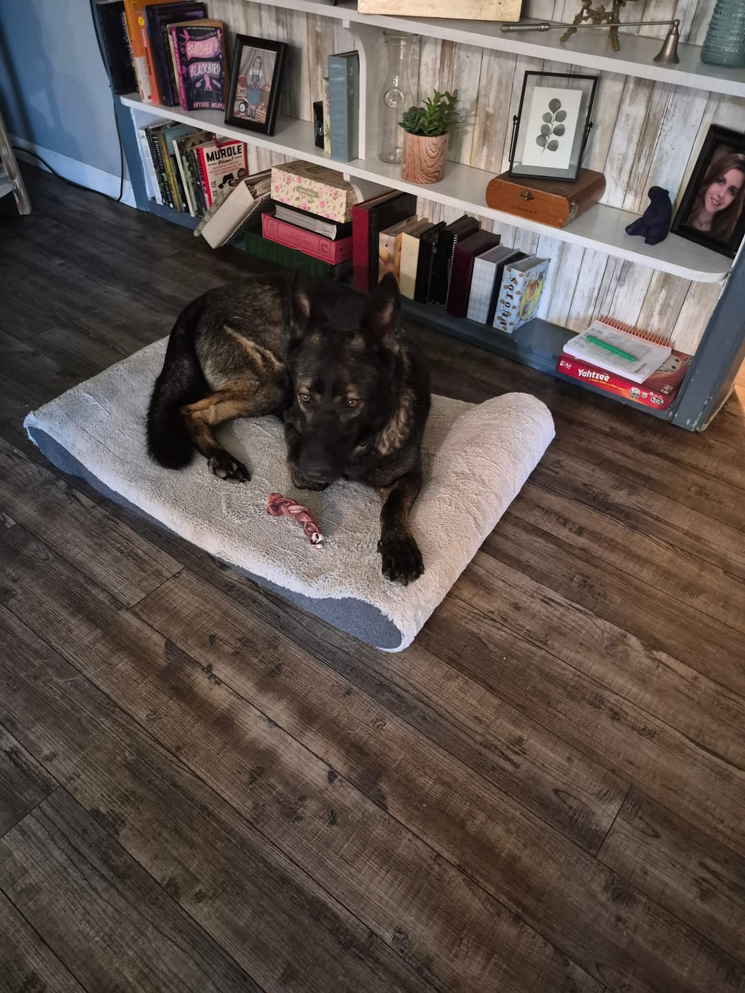 Customer photo review of 6 Inch Jumbo Braided Bully Stick