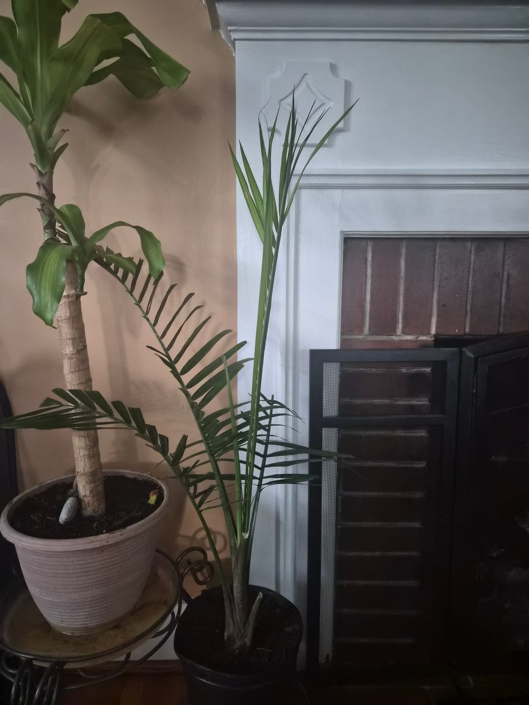 Customer photo review of Ancient Soil Organic Living Soil