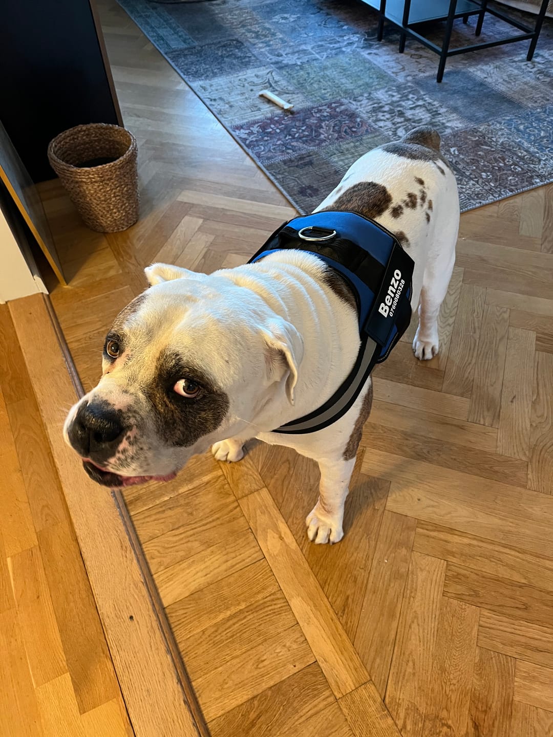 Customer photo review of Personlig Hundsele med Namn & Telefonnummer
