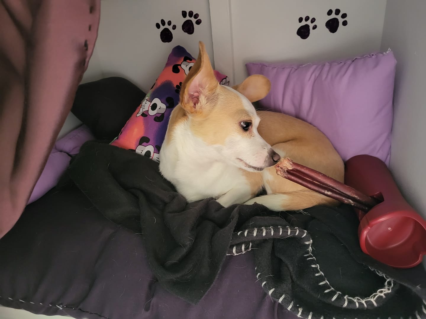 Customer photo review of 6 Inch Jumbo Bully Stick