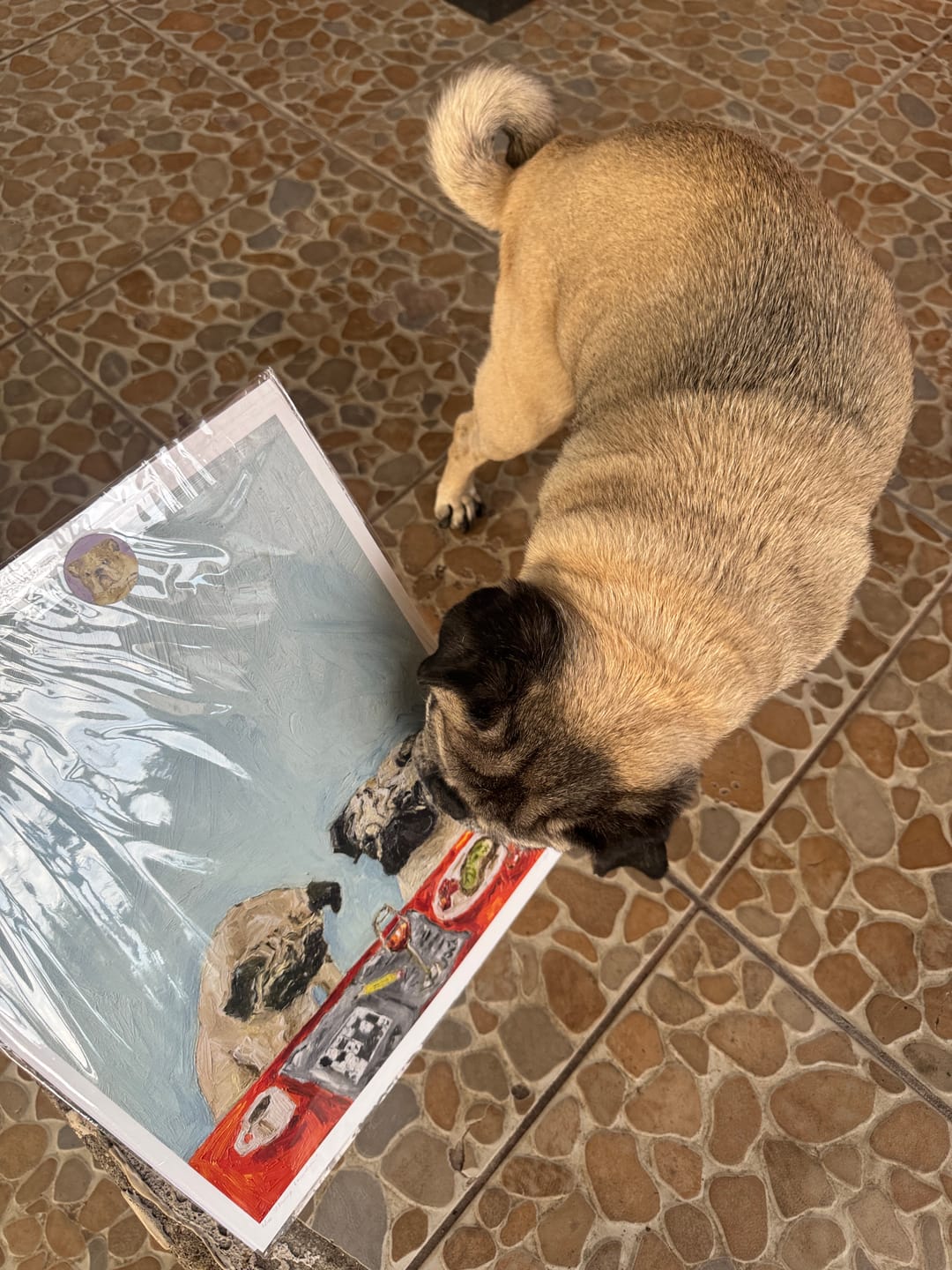 Customer photo review of Morning Conundrum
