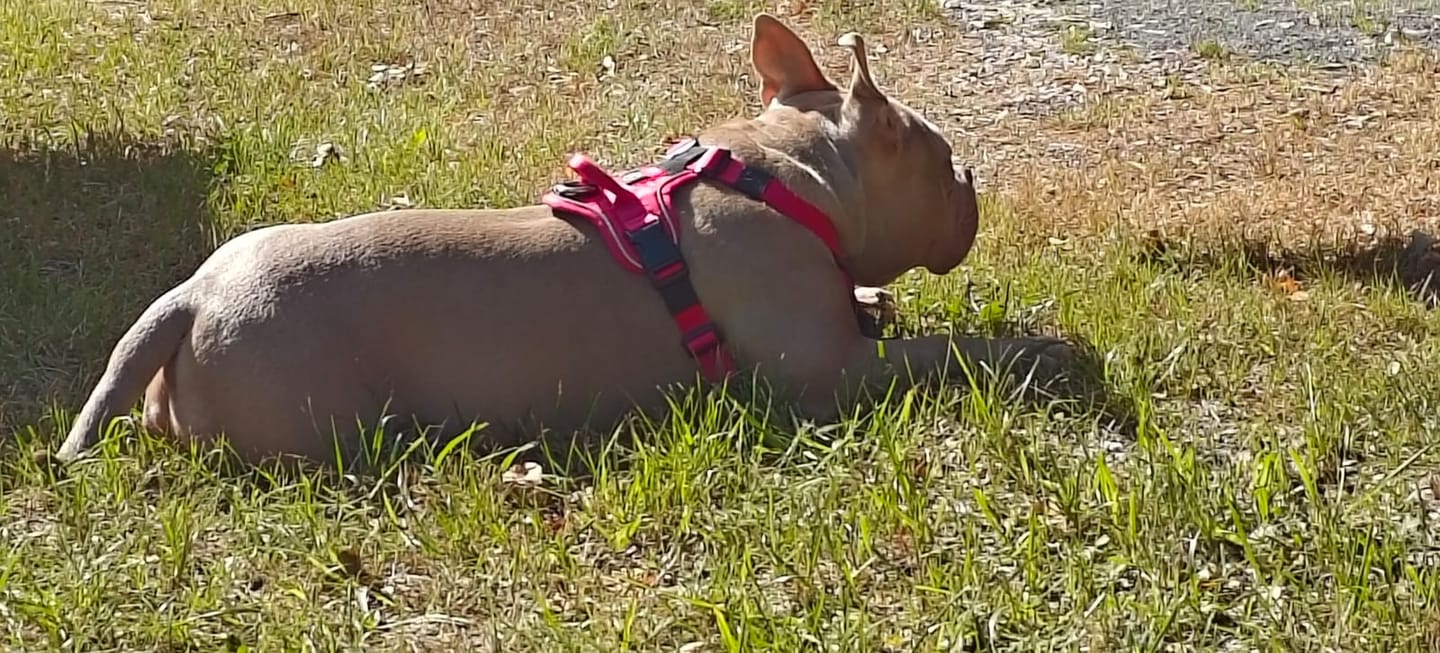 Customer photo review of Anti Pull Hurricane Harness Lighter | With Handle - Carminerose
