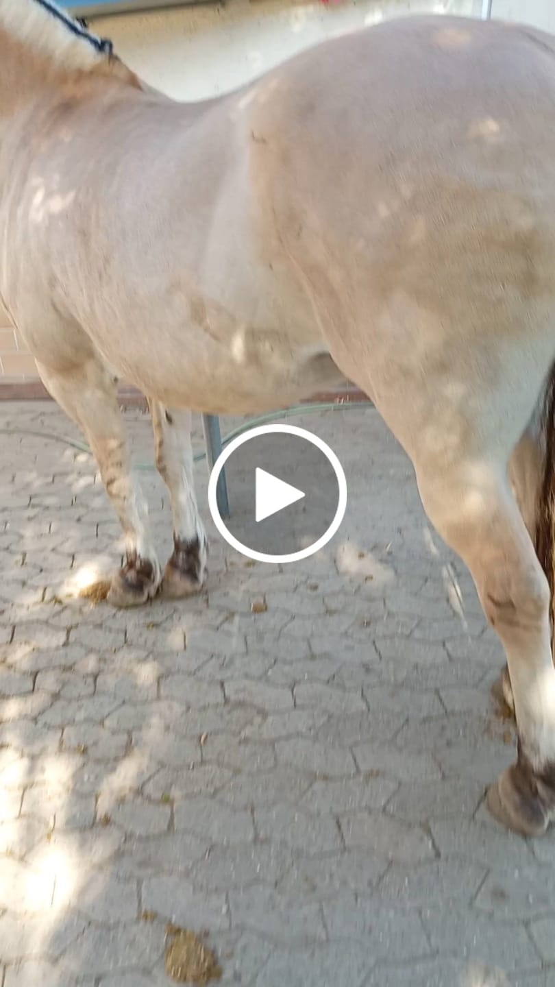 Customer video review of Karotten Chips
