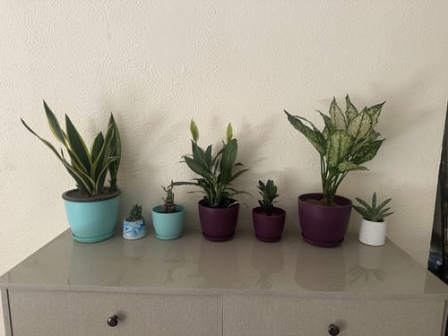 Customer photo review of Set of 3 - Air Purifying Plants | Jade, Spider & Snake