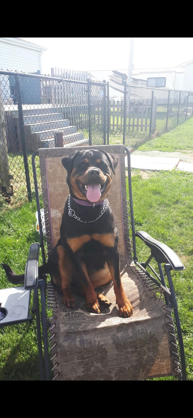 Customer photo review of Cutest Pets of Pupvote Summer 2026