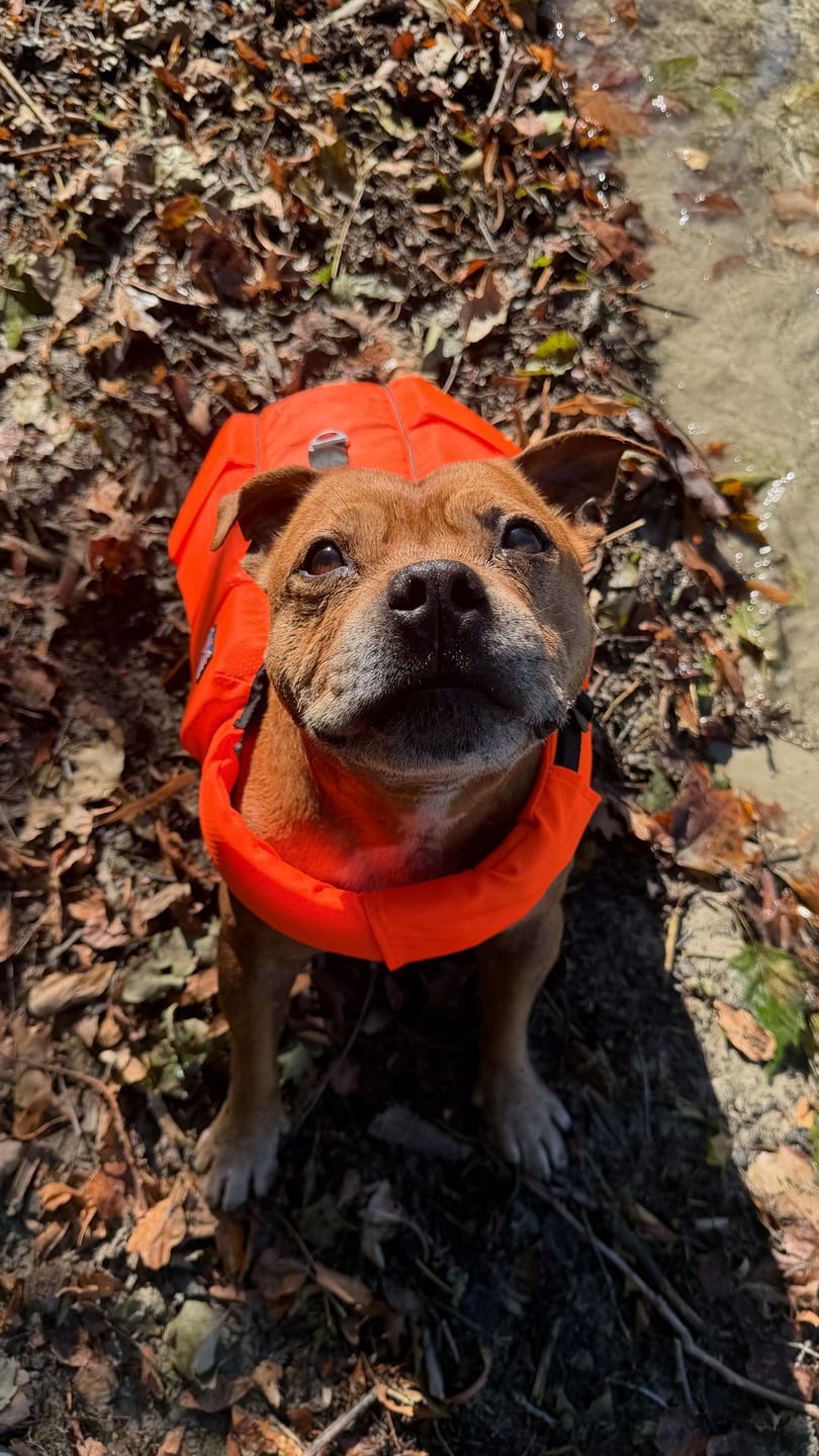 Customer photo review of Staffordshire Bull Terrier 1935® Life Jacket - Neon Orange
