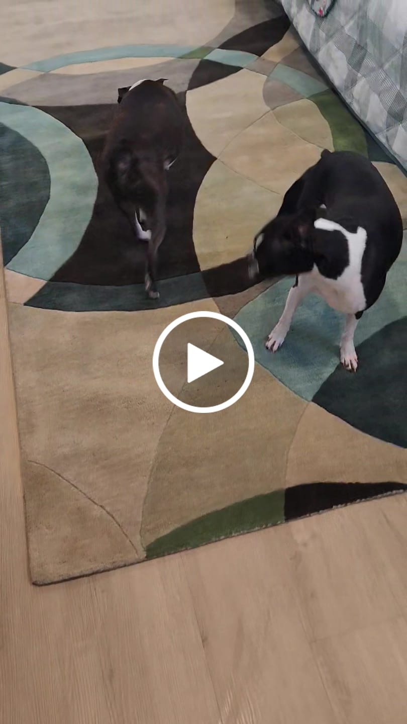 Customer video review of Sensitive Skin Dog Shampoo - 4 Pack