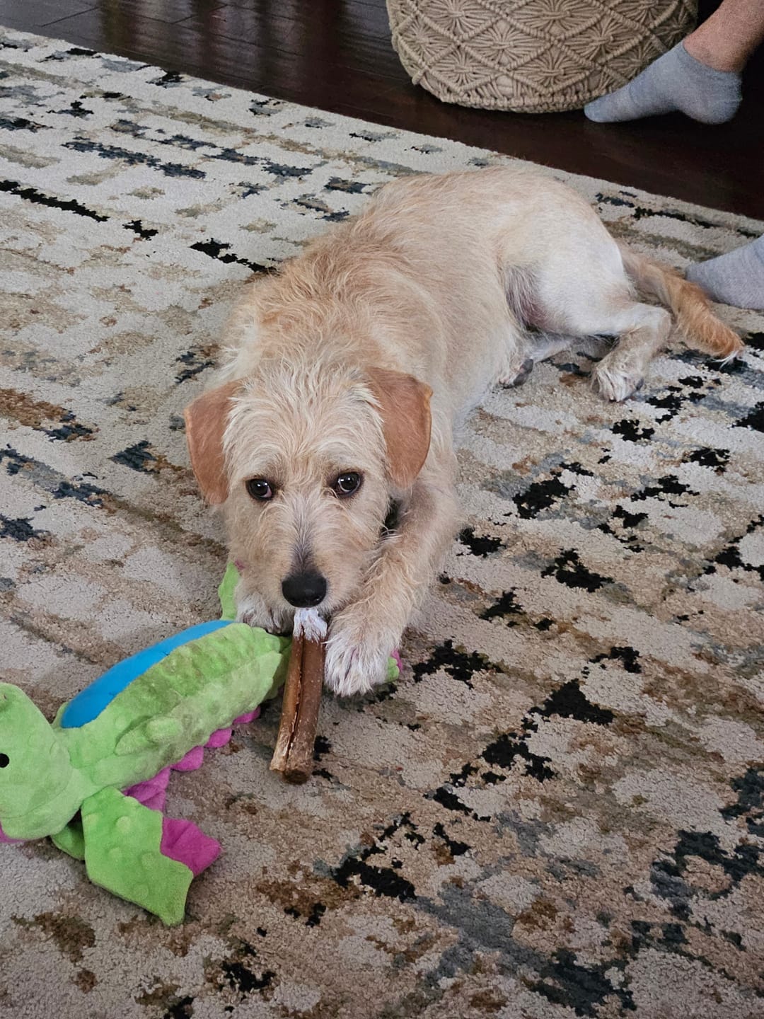 Customer photo review of Wholly Pup Gift Card