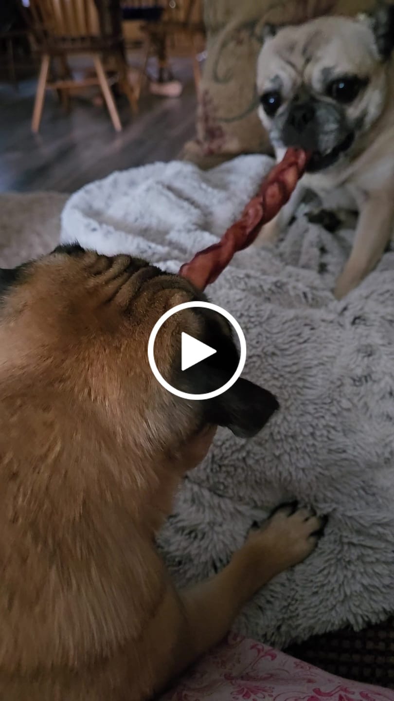 Customer video review of 12 Inch Standard Braided Bully Stick