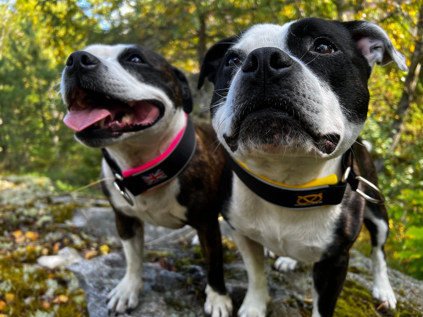 Customer photo review of Staffordshire Bull Terrier 1935® Martingale Collar - Reagan's Edition - Black & Yellow