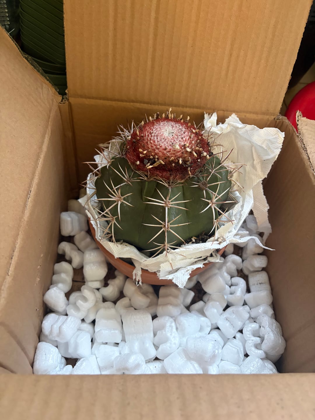 Customer photo review of Melocactus matanzanus (Dwarf turk's cap)