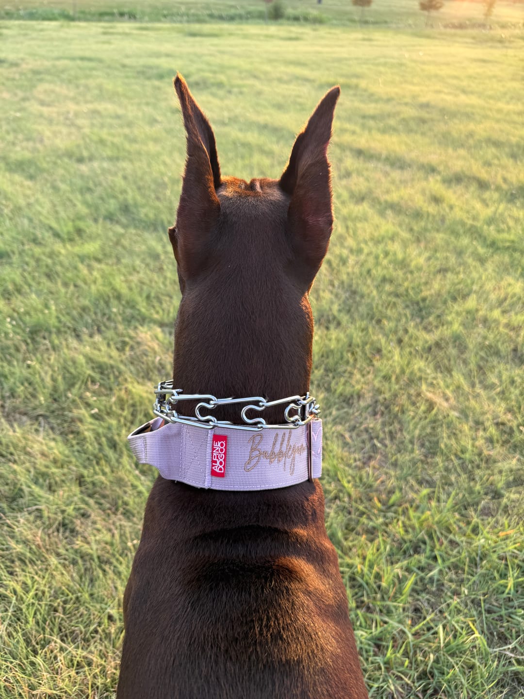 Customer photo review of 2" Tacti Luxe Dog Collar - Rose Gold - Sofia