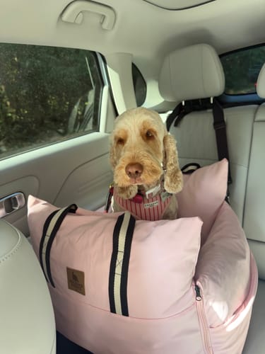 Customer's dog sitting in a pink Dog Dock V2 car seat installed in the backseat of a car.