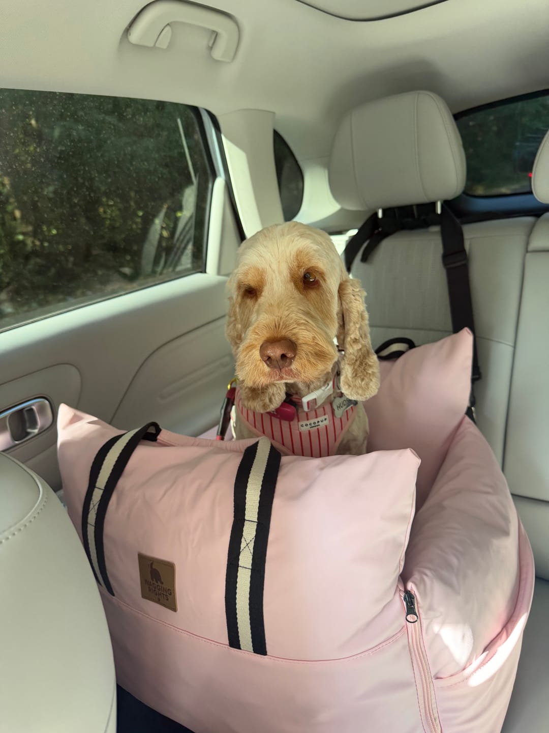 Customer photo review of Dog Dock V2 New & Improved ISO Fix
