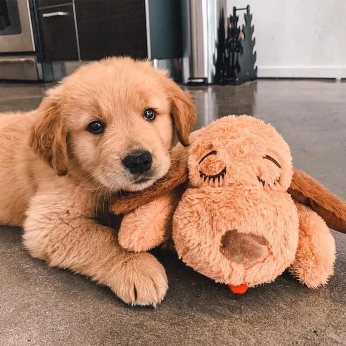 Customer photo review of Abbracciotto™ – Peluche Anti Ansia per Cani e Gatti