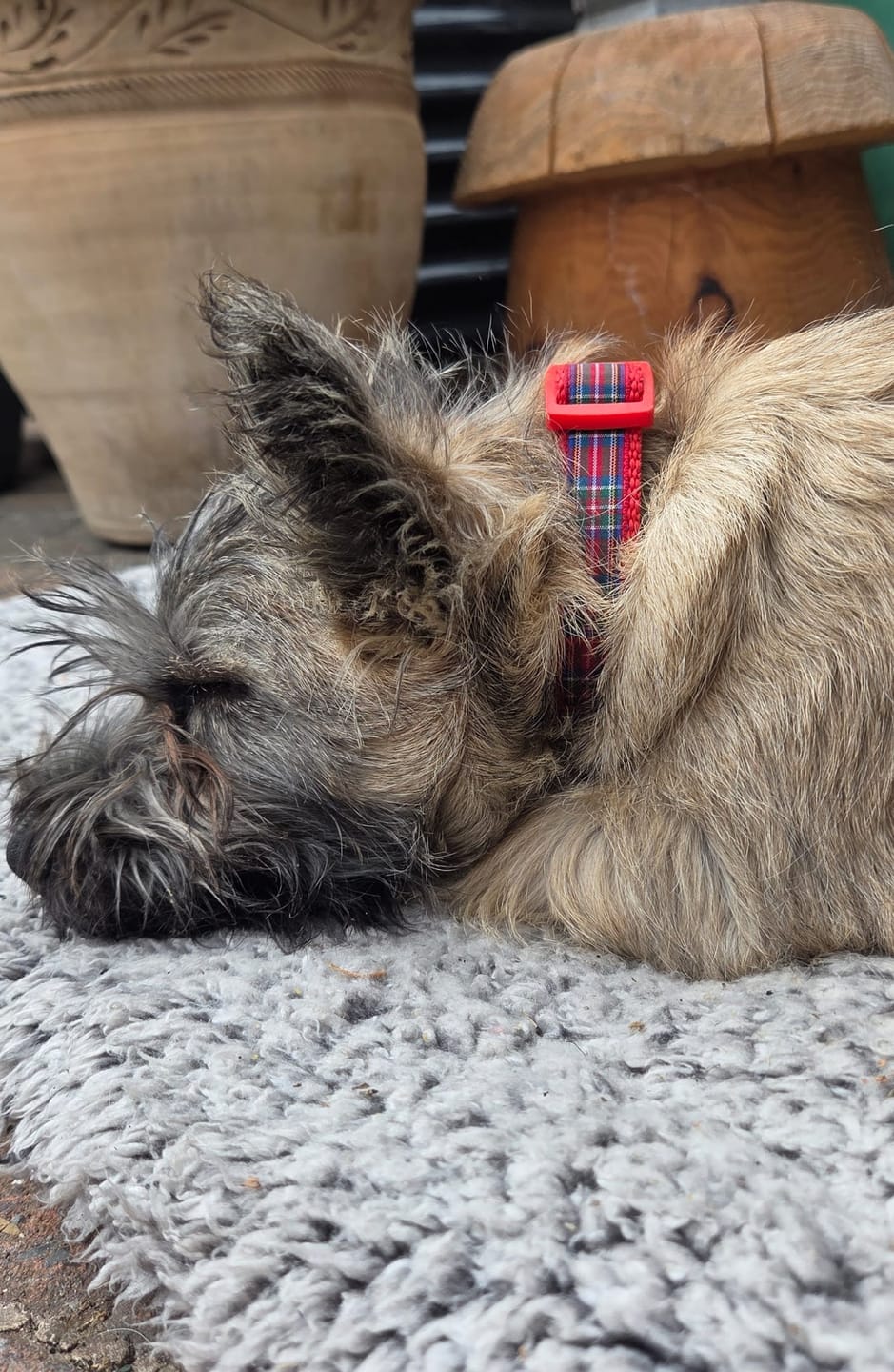 Royal Stewart Tartan Dog Collar photo from Paul P.