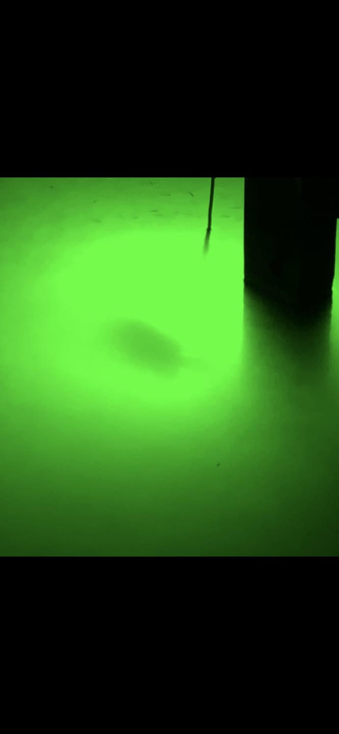 Customer photo review of Sea Floor Dock Light-Green-SF200G