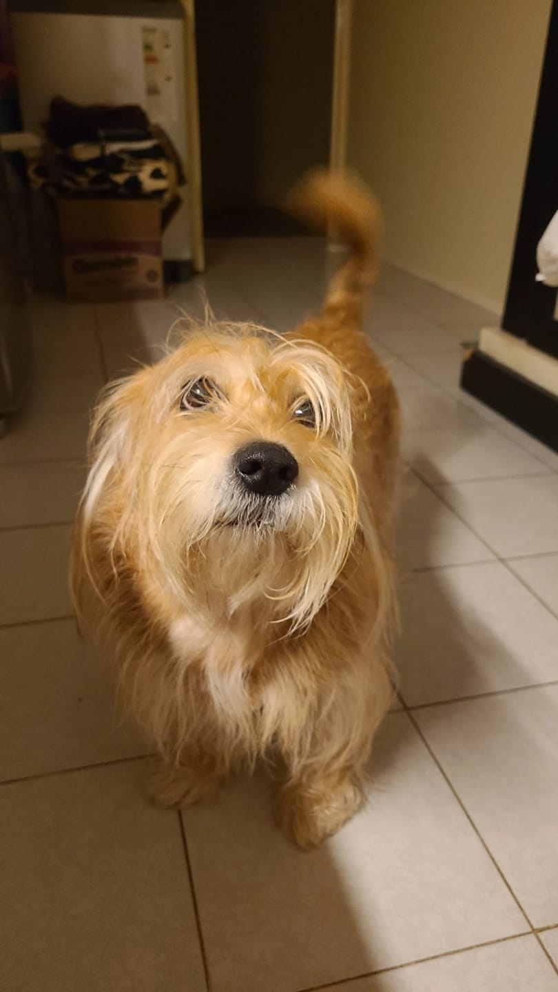 Customer photo review of Guía de transformación y bienestar para tu perro en 90 días