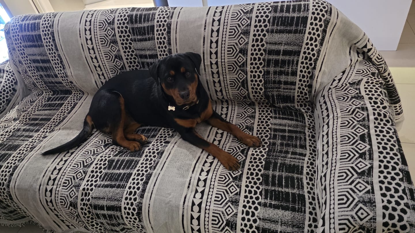 Customer photo review of Pet Couch Covers