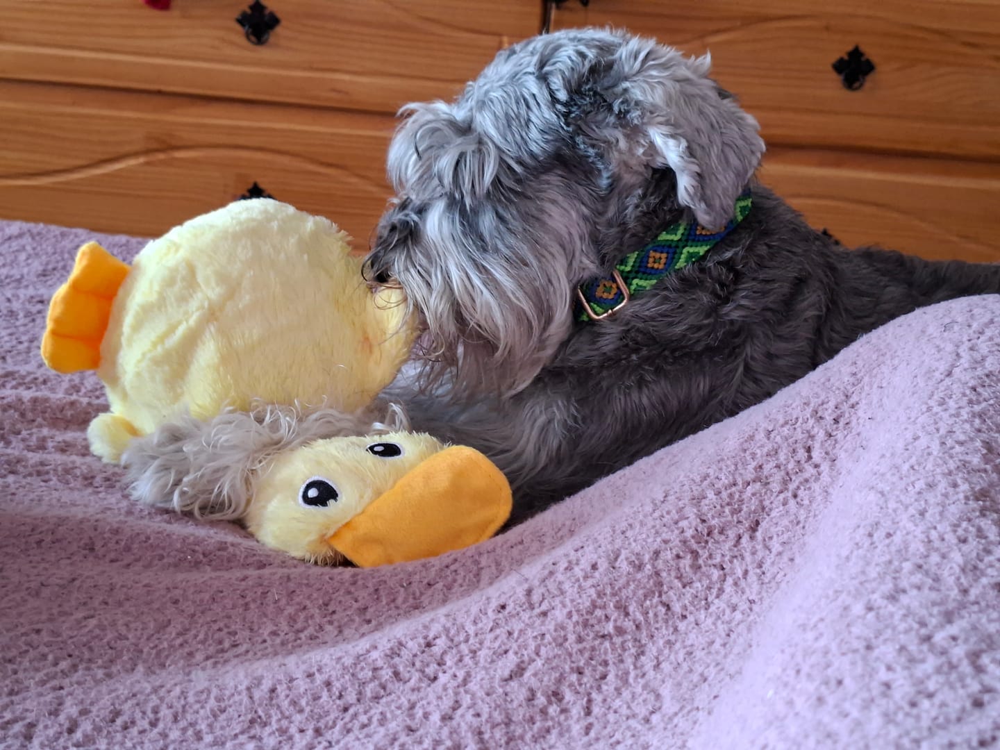 Customer photo review of Trío de Calma THE DOGS — Gallina + Pato + Oveja