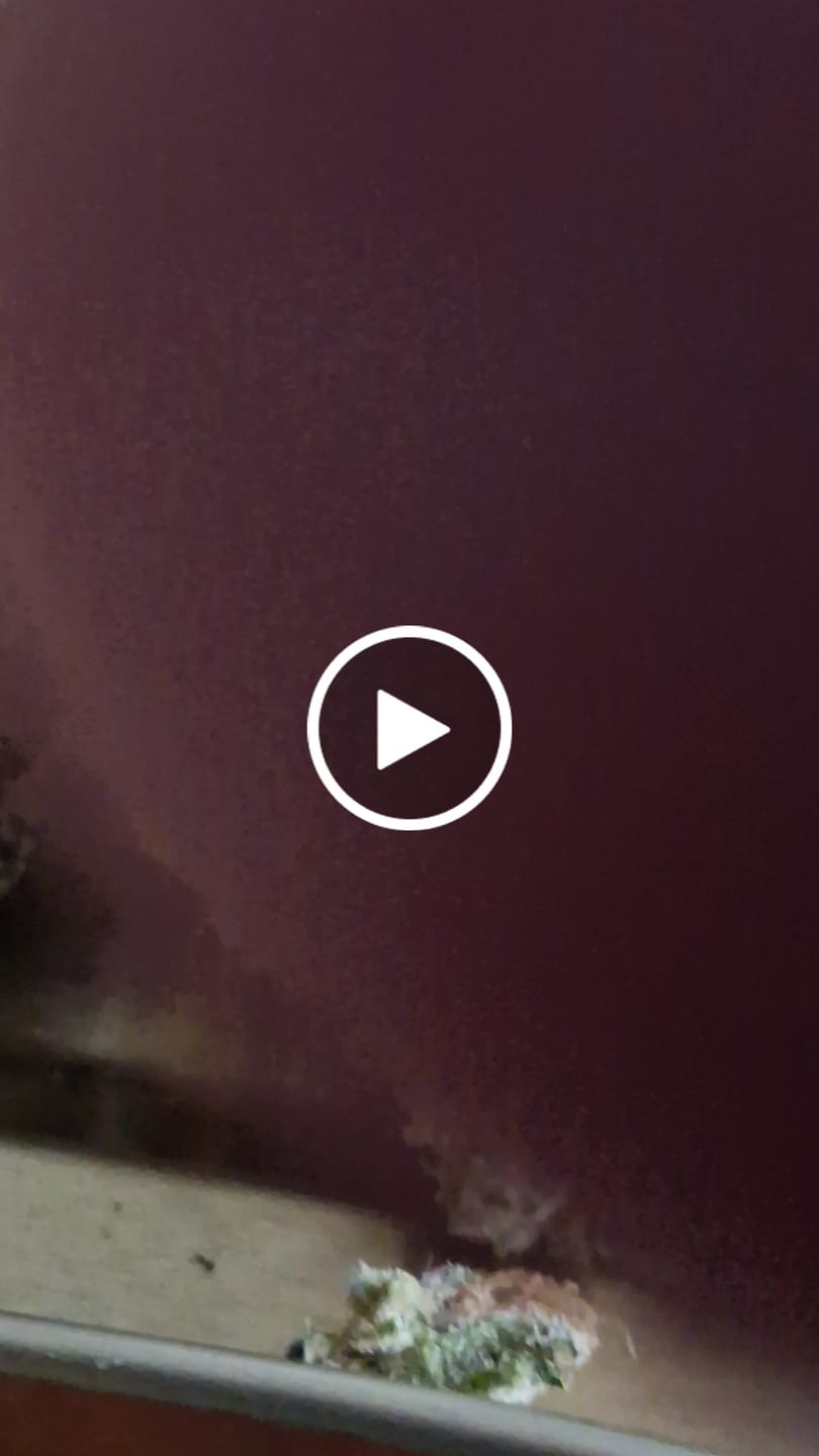 Customer video review of Cereal Milk THCA Flower (Premium)