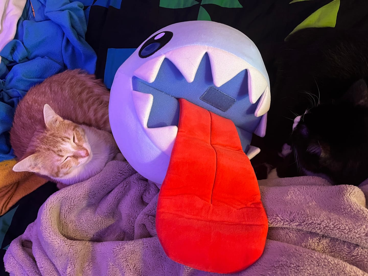 Customer photo review of Bubble Plush