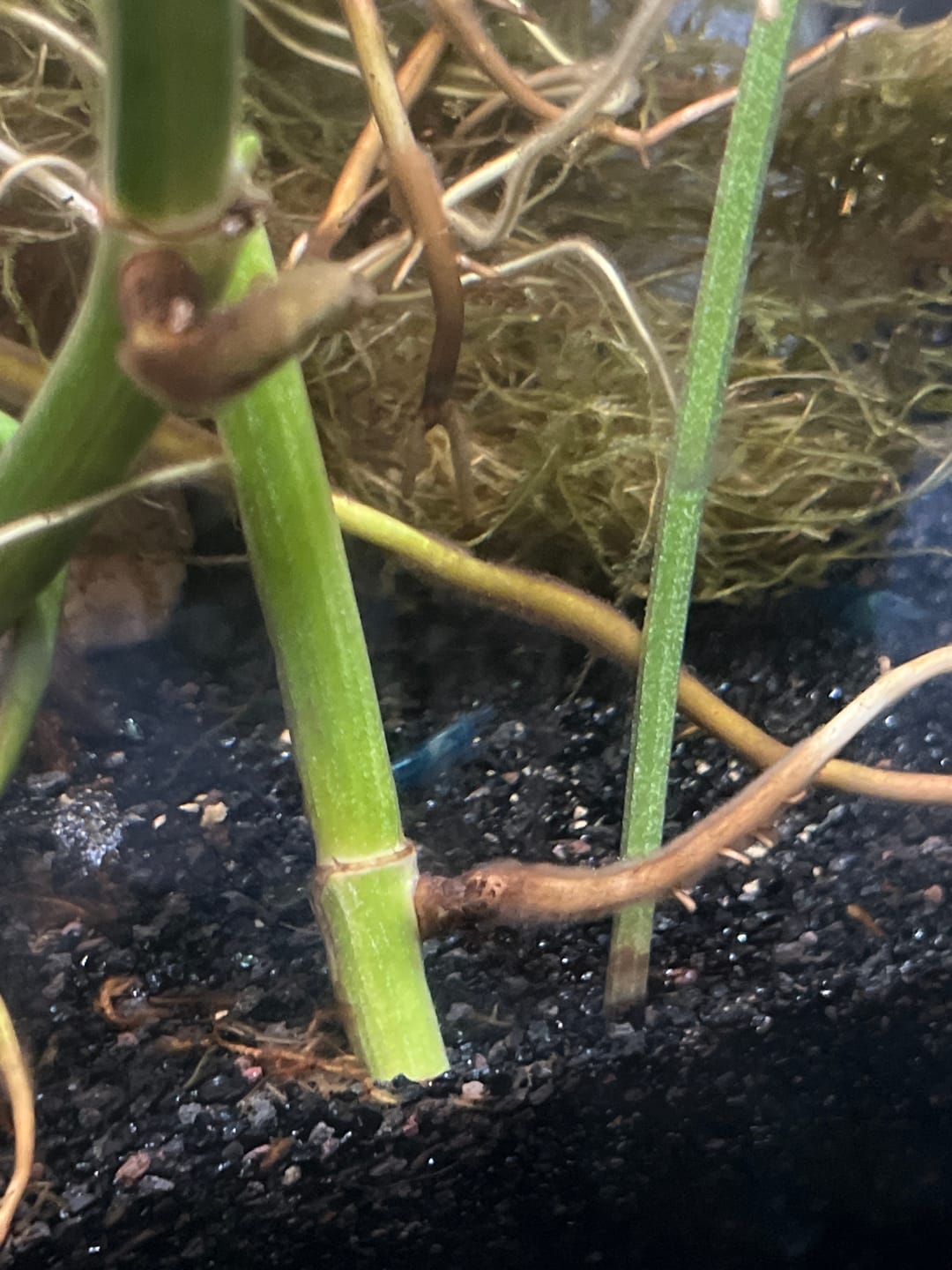 Customer photo review of Blue Velvet Shrimp